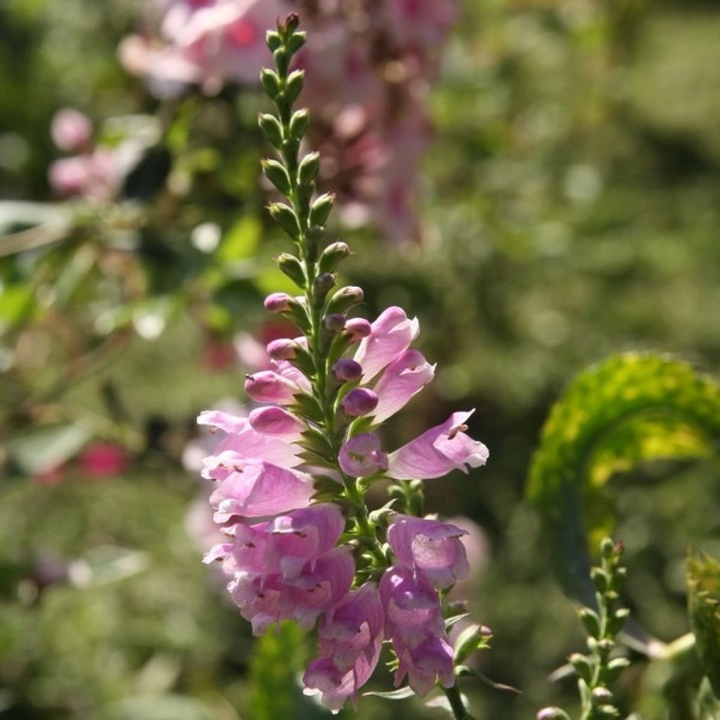 Physostegia virginiana Bouquet Roze - Scharnierbloem