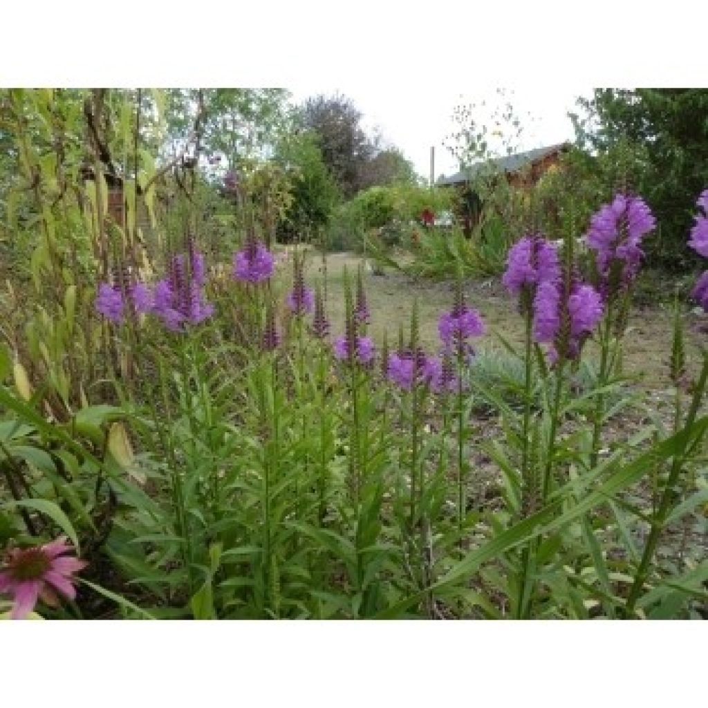 Physostegia virginiana Vivid - Scharnierbloem