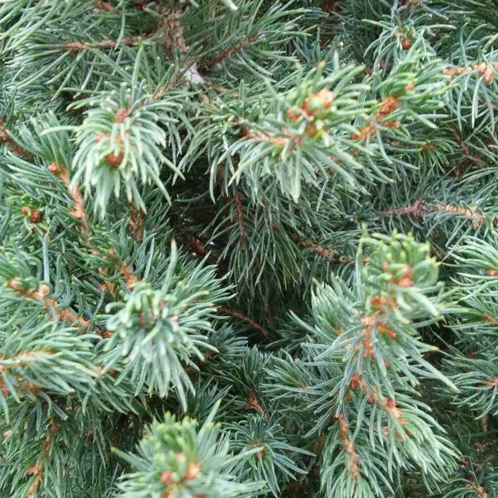 Picea glauca December - Witte spar