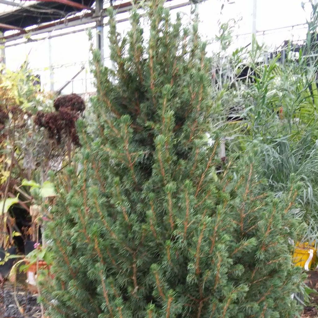 Picea glauca December - Witte spar