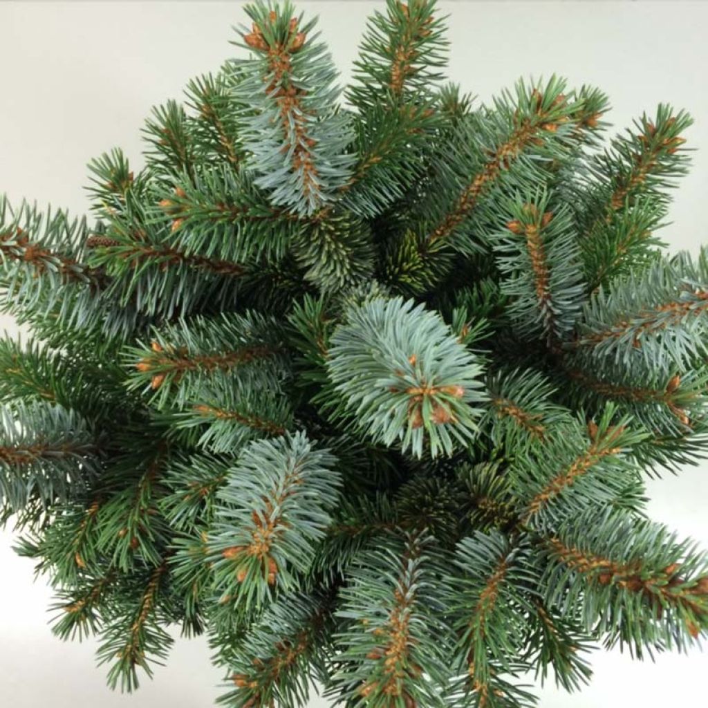 Picea sitchensis Silberzwerg - Sitkaspar