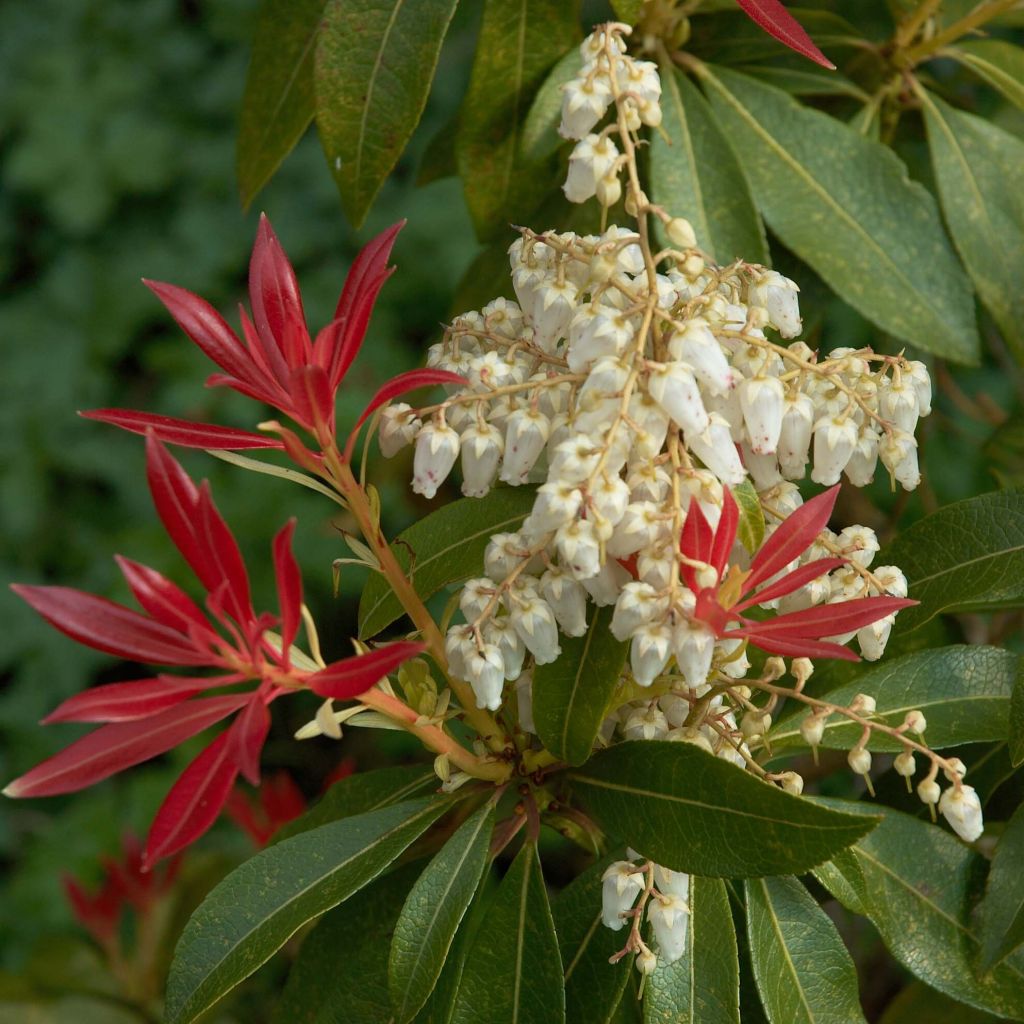 Pieris japonica Forest Flame - Japanse rotsheide
