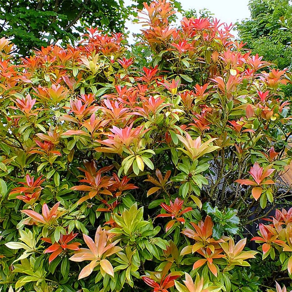 Pieris japonica Forest Flame - Japanse rotsheide