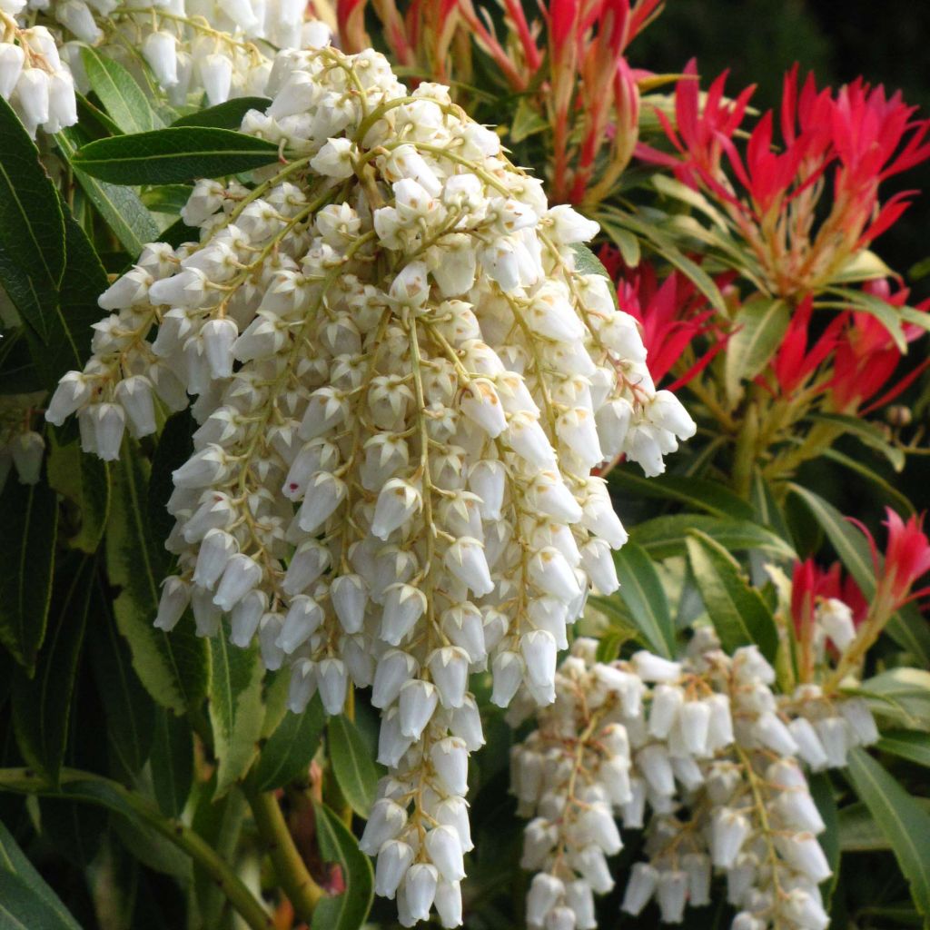 Pieris japonica Forest Flame - Japanse rotsheide