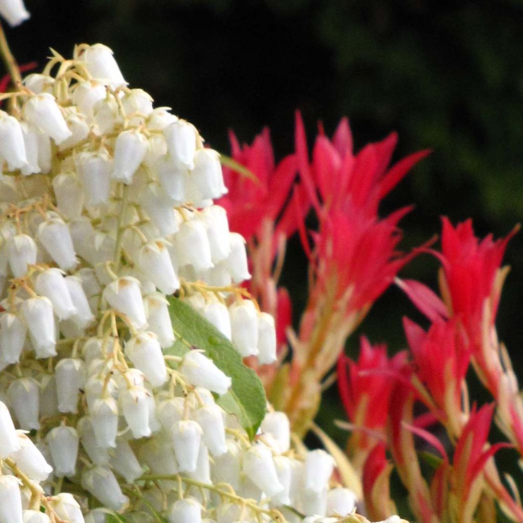 Pieris japonica Forest Flame - Japanse rotsheide