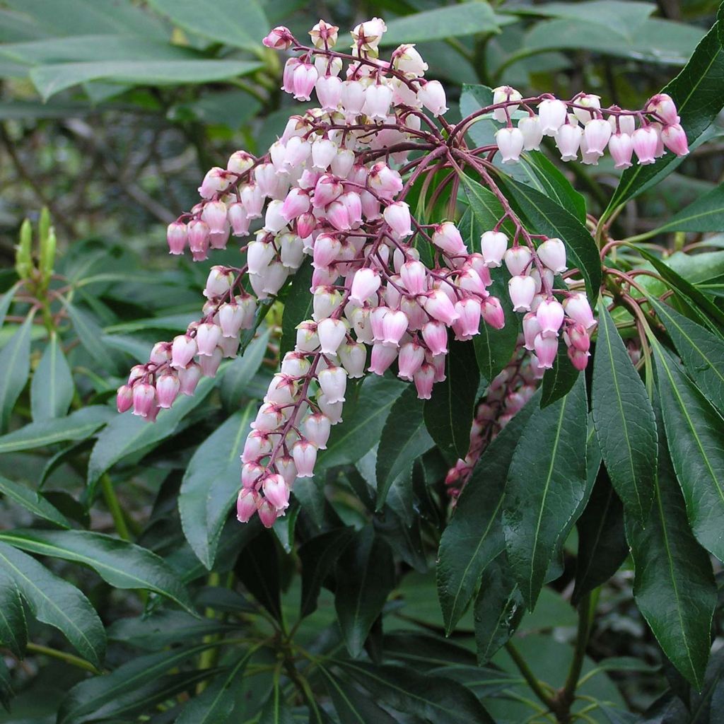Pieris japonica Pink Passion - Japanse rotsheide