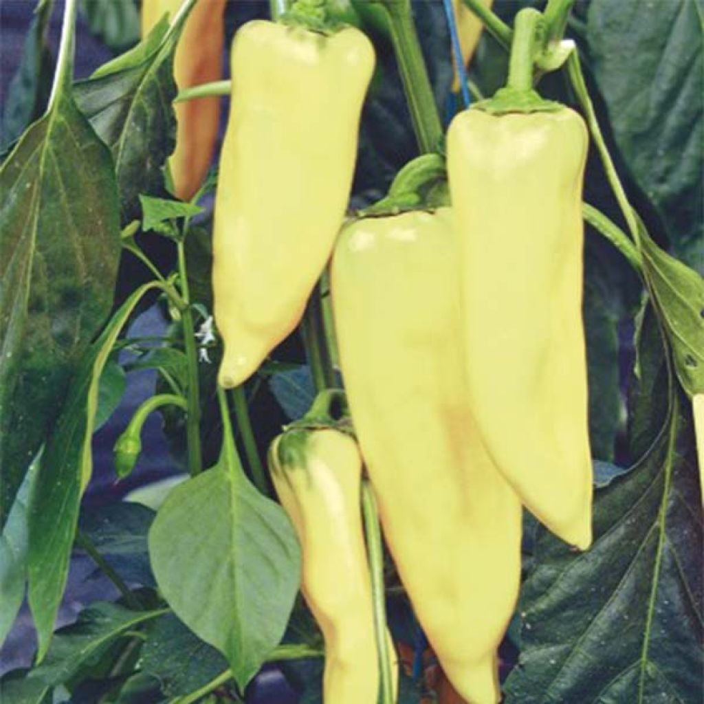 Chilipeper Hungarian Yellow Wax Hot