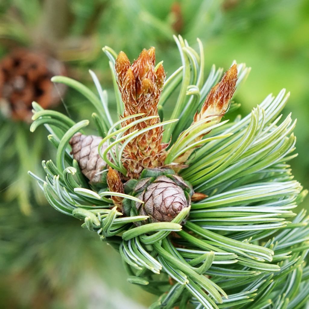 Pinus parviflora Iribune - Japanse witte den