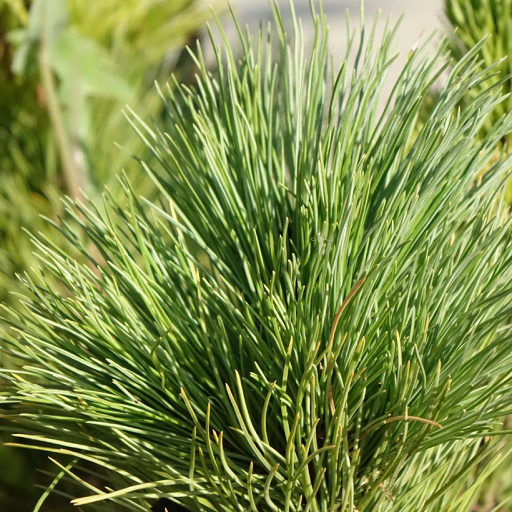 Pinus cembra - Alpenden