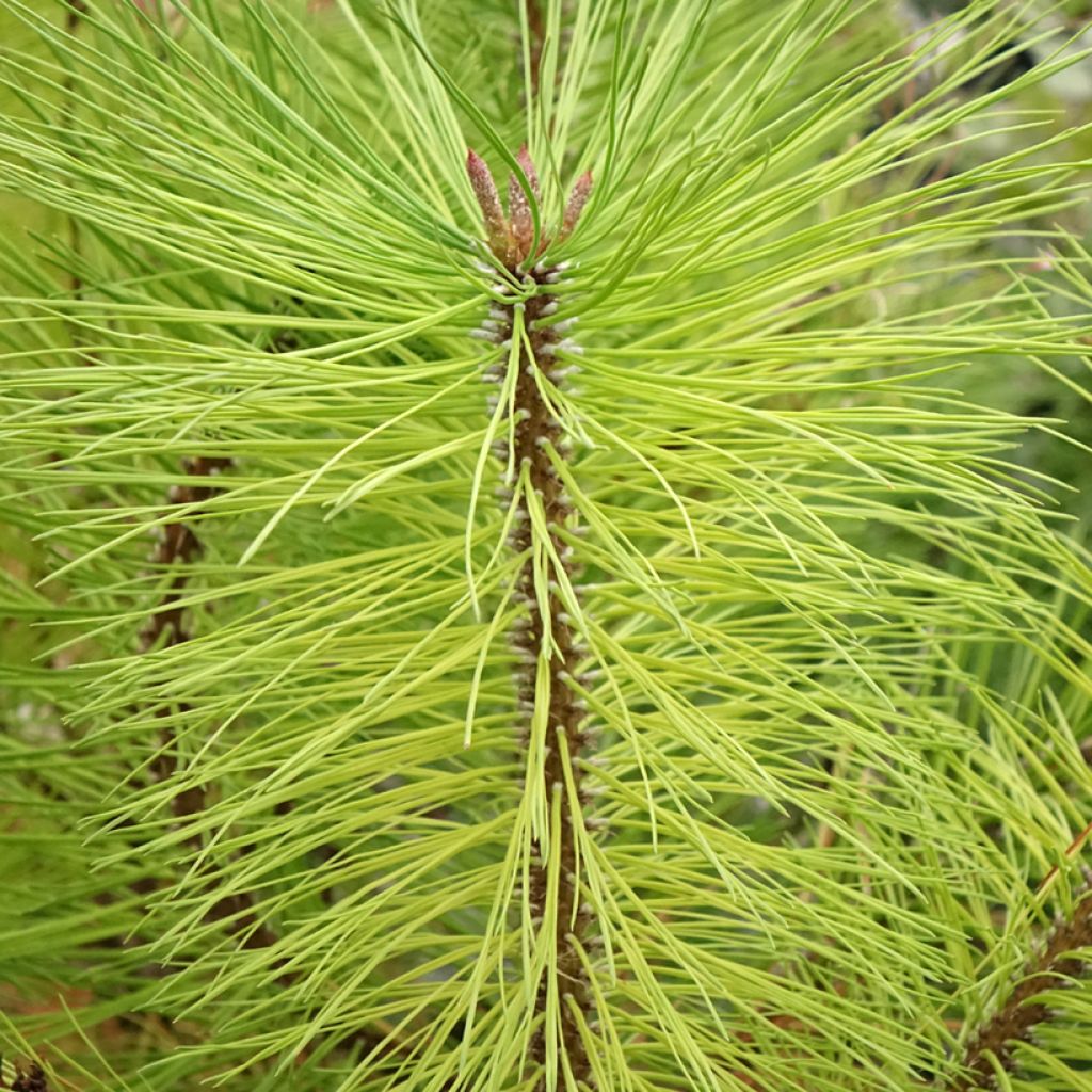 Pinus ponderosa - Gele den