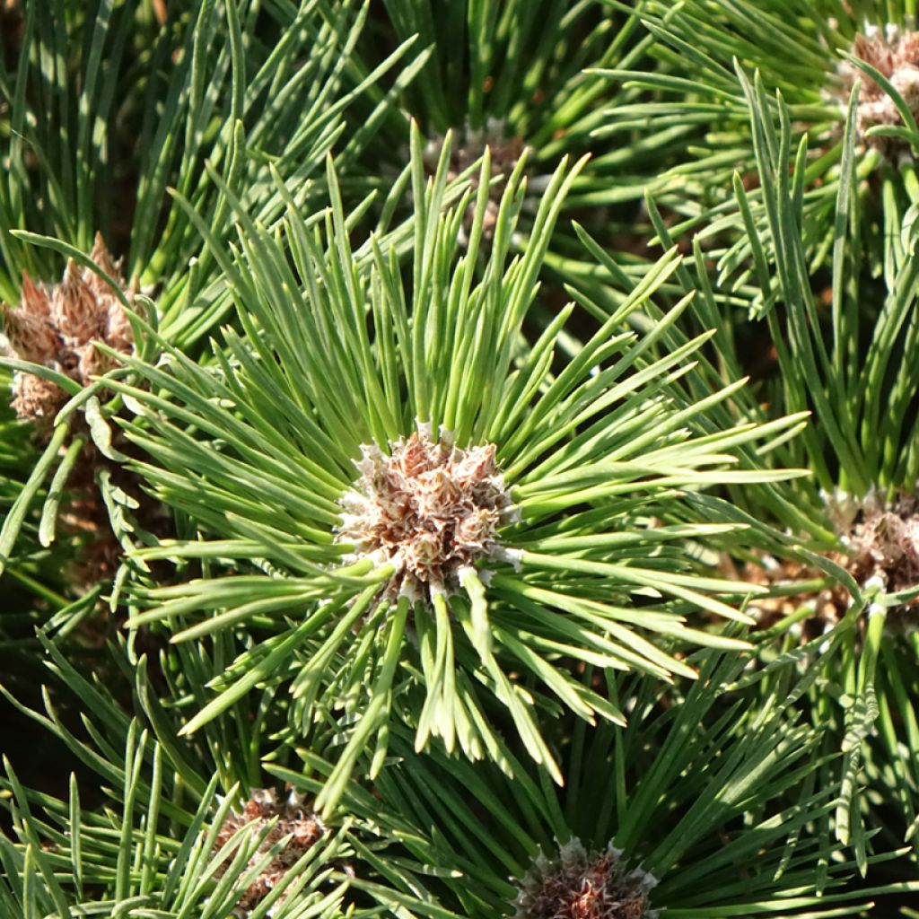 Pinus nigra Pierrick Brégeon - Zwarte den