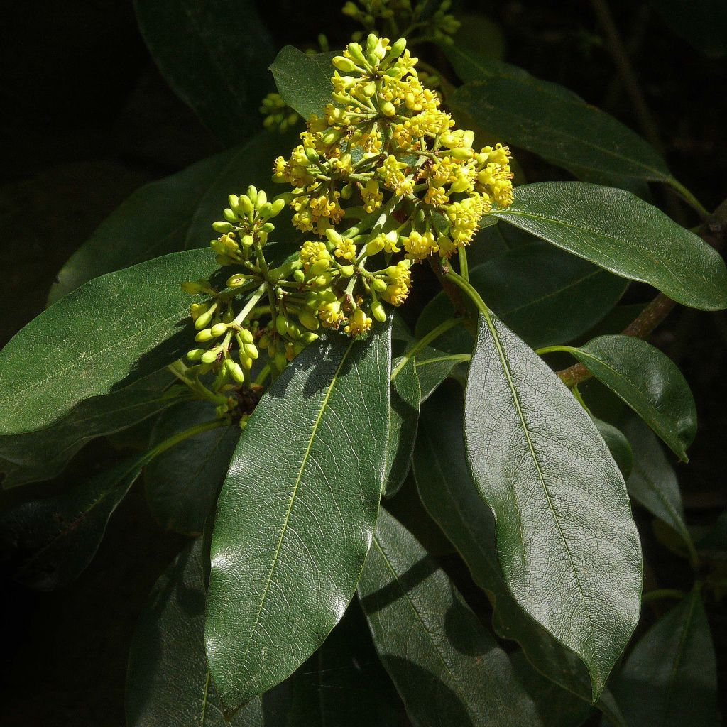 Pittosporum daphniphylloides - Australische laurier