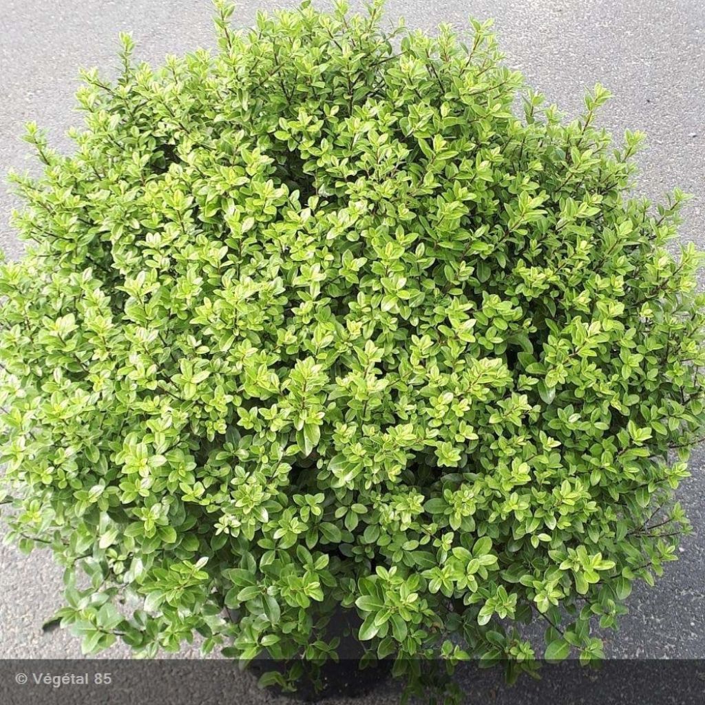 Pittosporum tenuifolium Midget - Australische laurier