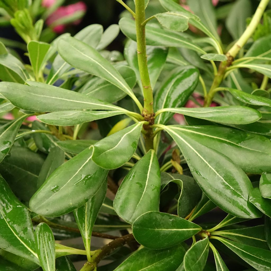 Pittosporum tobira - Kleefzaad