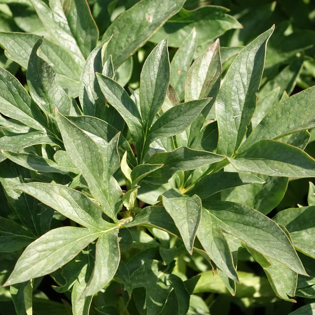 Paeonia lactiflora Coral Sunset - Pioenroos