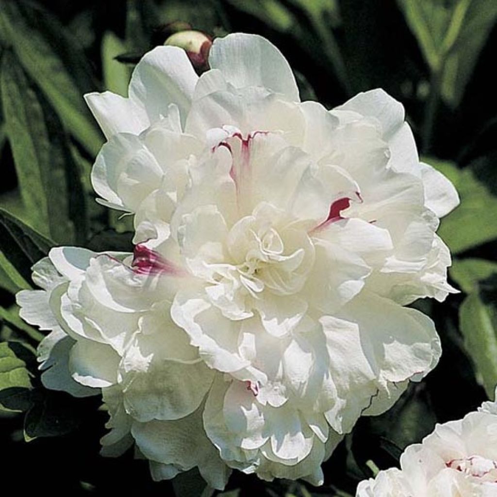 Paeonia lactiflora Festiva Maxima - Pioenroos