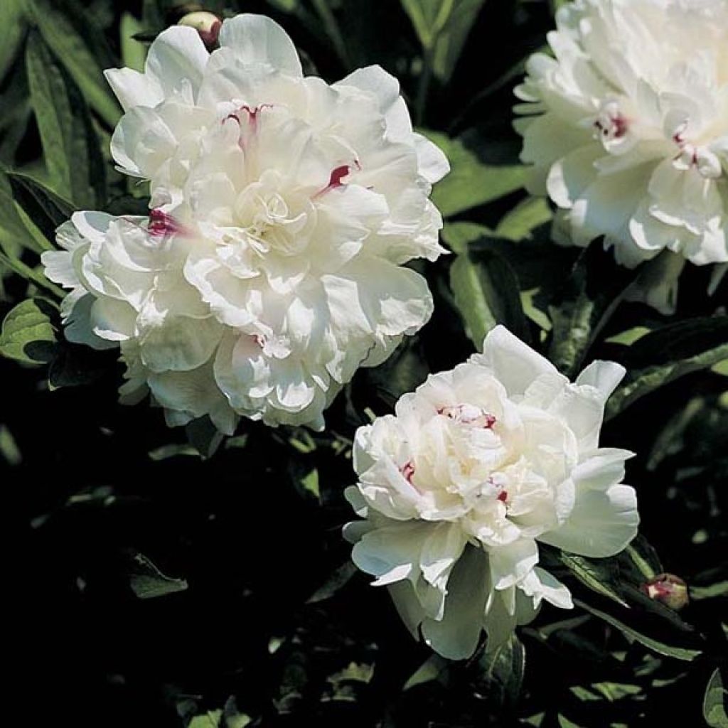 Paeonia lactiflora Festiva Maxima - Pioenroos