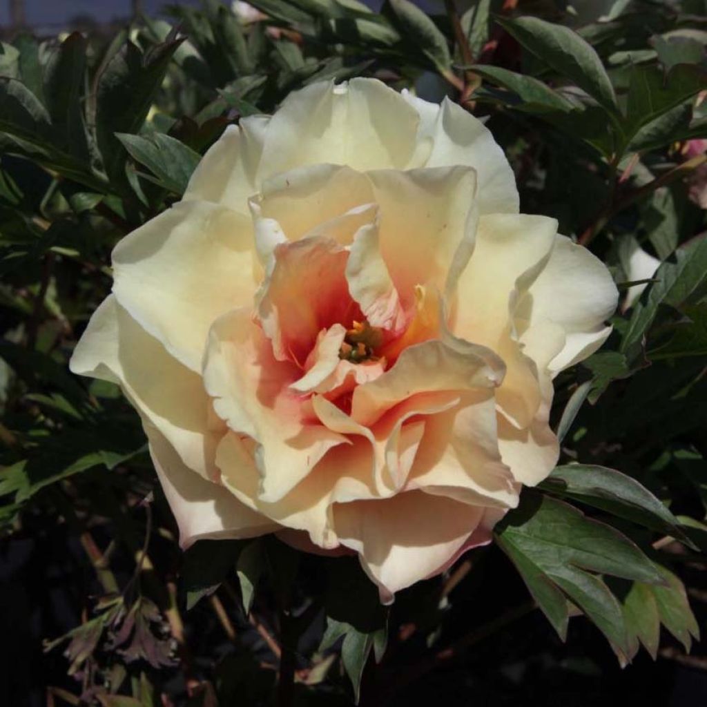 Paeonia Itoh Canary Brillant - Itoh-pioen