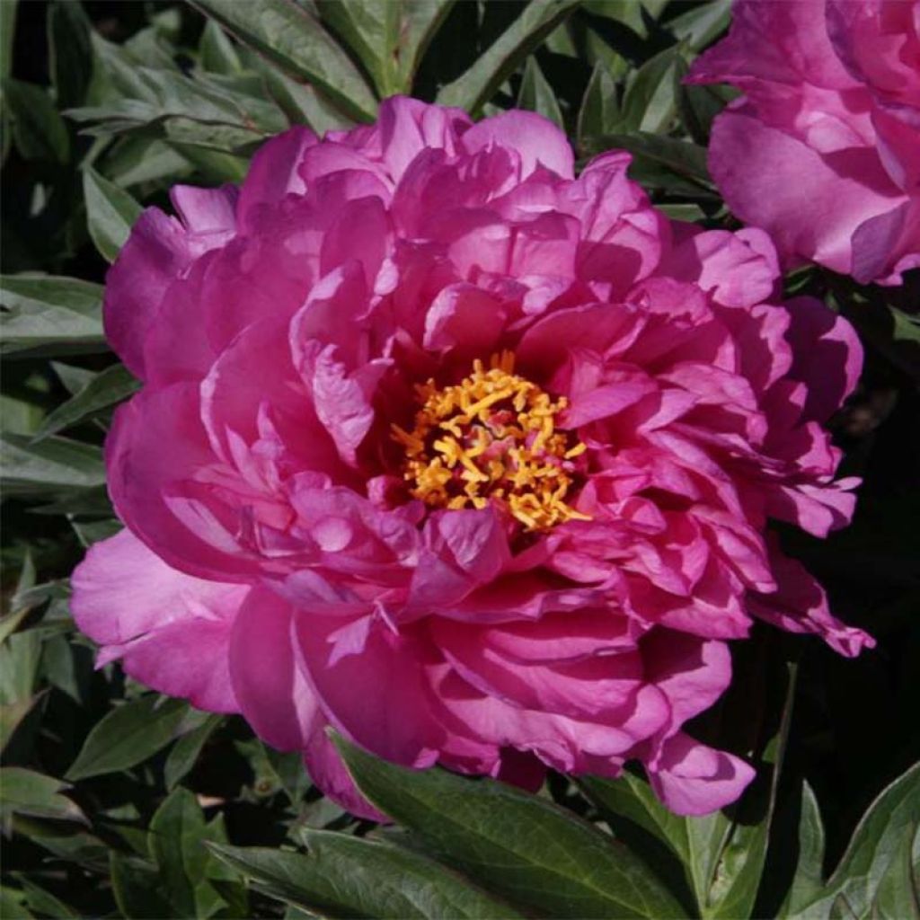 Paeonia Itoh First Arrival - Itoh-pioen