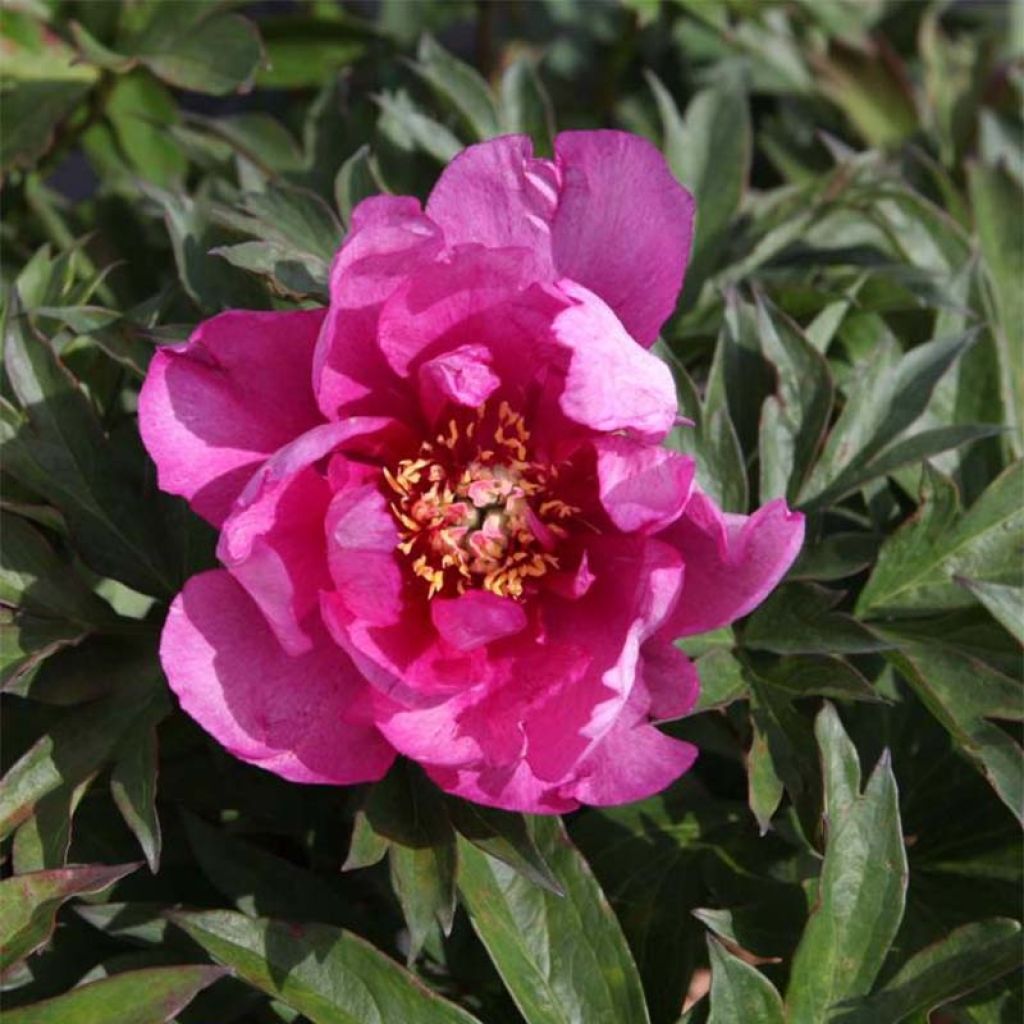 Paeonia Itoh First Arrival - Itoh-pioen