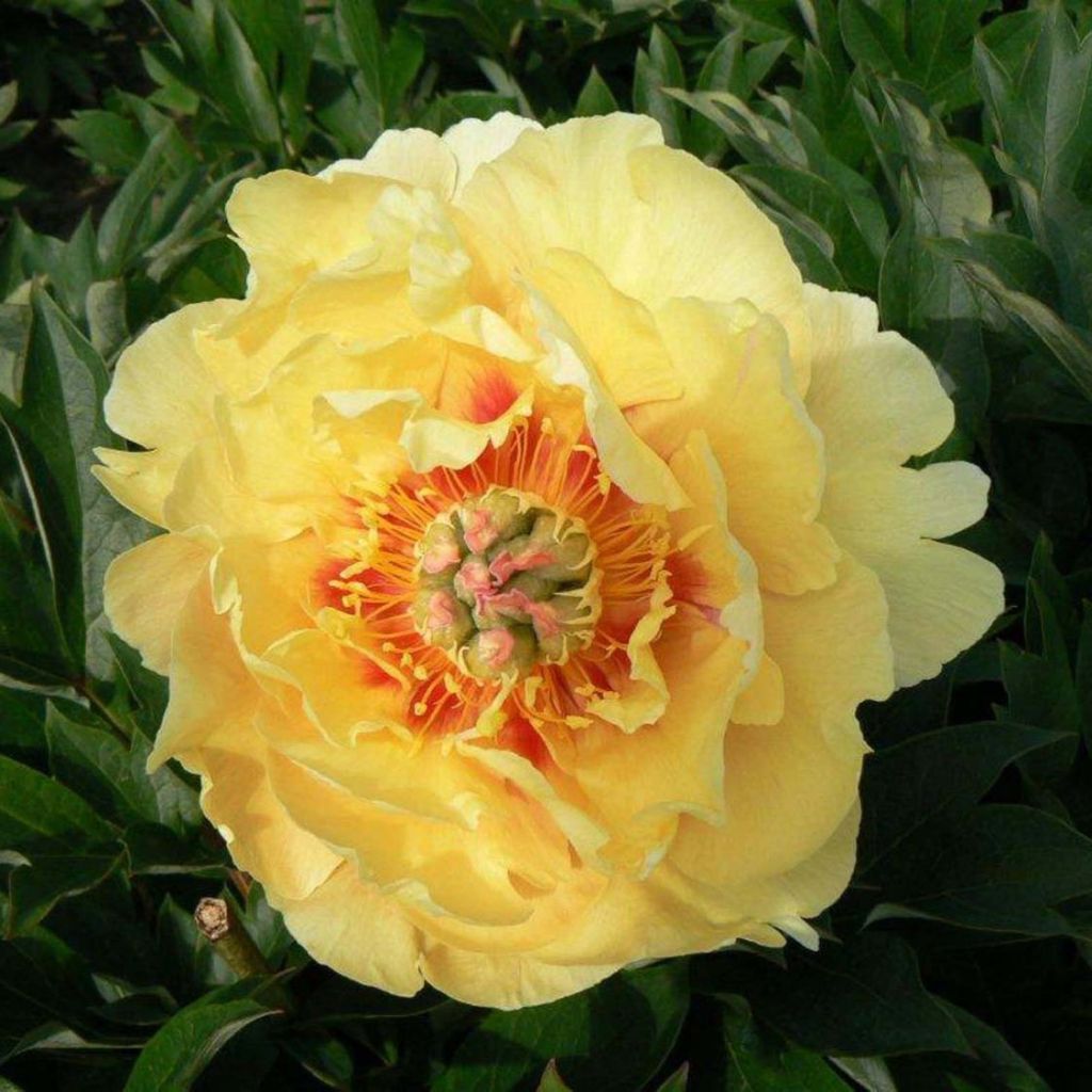 Paeonia Itoh Garden Treasure - Itoh-pioen