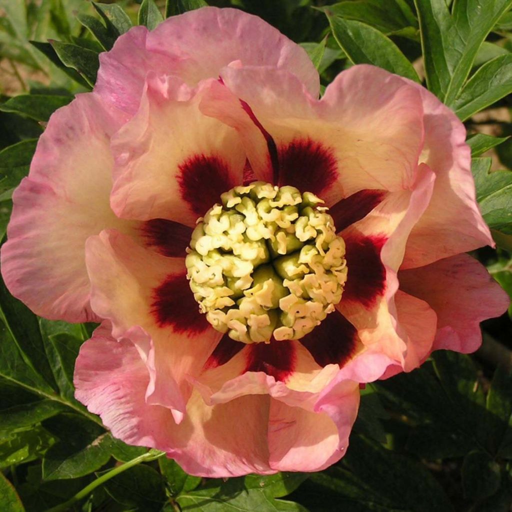 Paeonia Itoh Pastel Splendor - Itoh-pioen