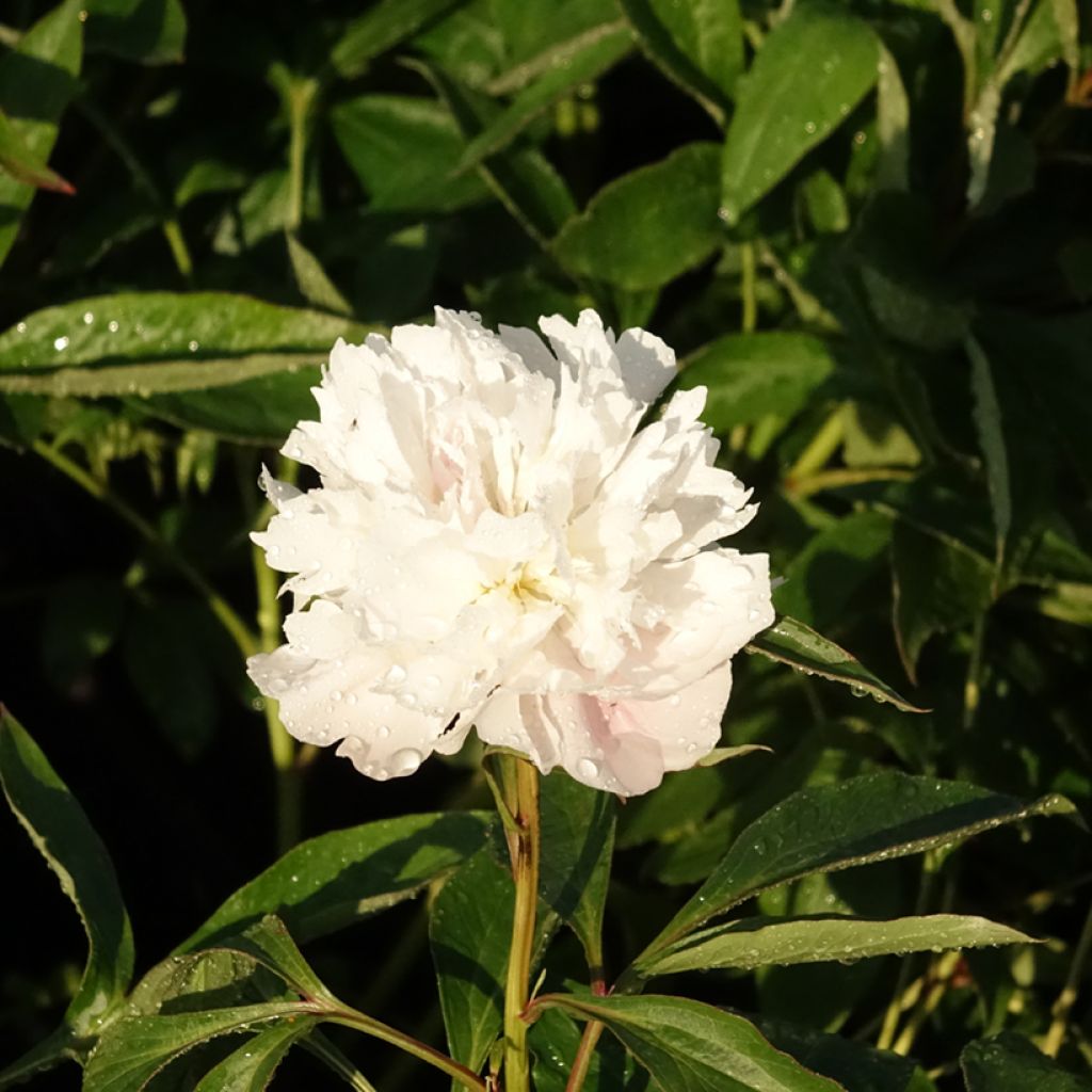 Paeonia lactiflora Alertie - Pioenroos