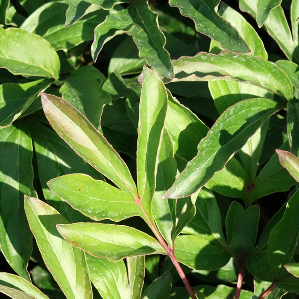 Paeonia lactiflora Boule de Neige - Pioenroos