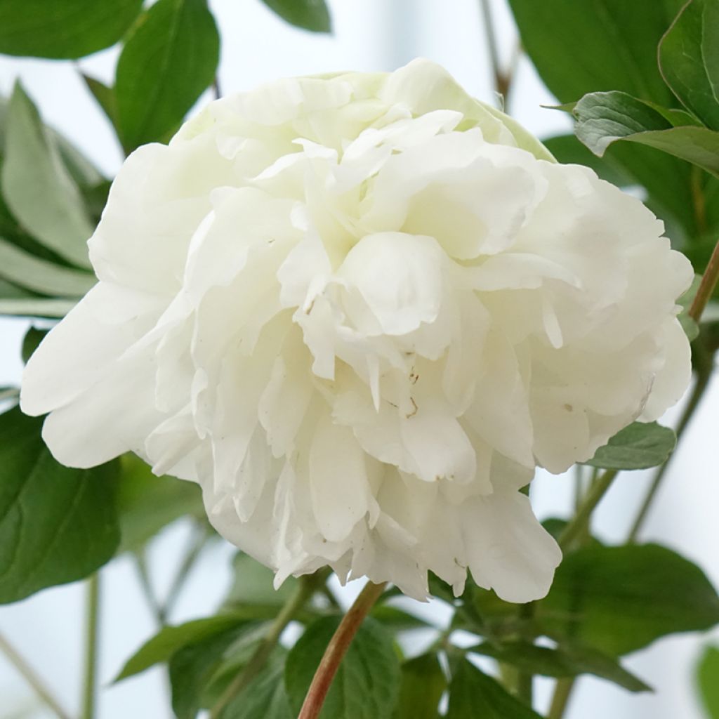 Paeonia lactiflora Corinne Wersan - Pioenroos