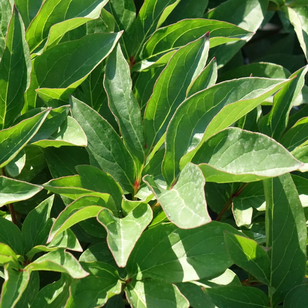 Paeonia lactiflora Fleur de Pêcher - Pioenroos