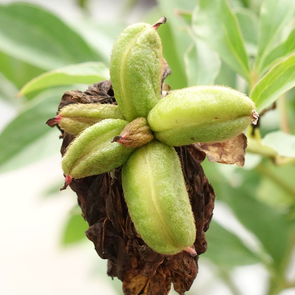 Paeonia lactiflora Fringed Ivory - Pioenroos