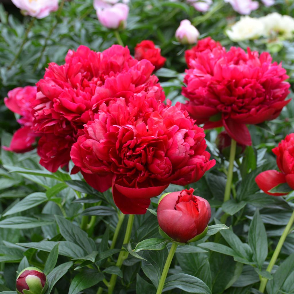 Paeonia lactiflora Bockstoce - Pioenroos