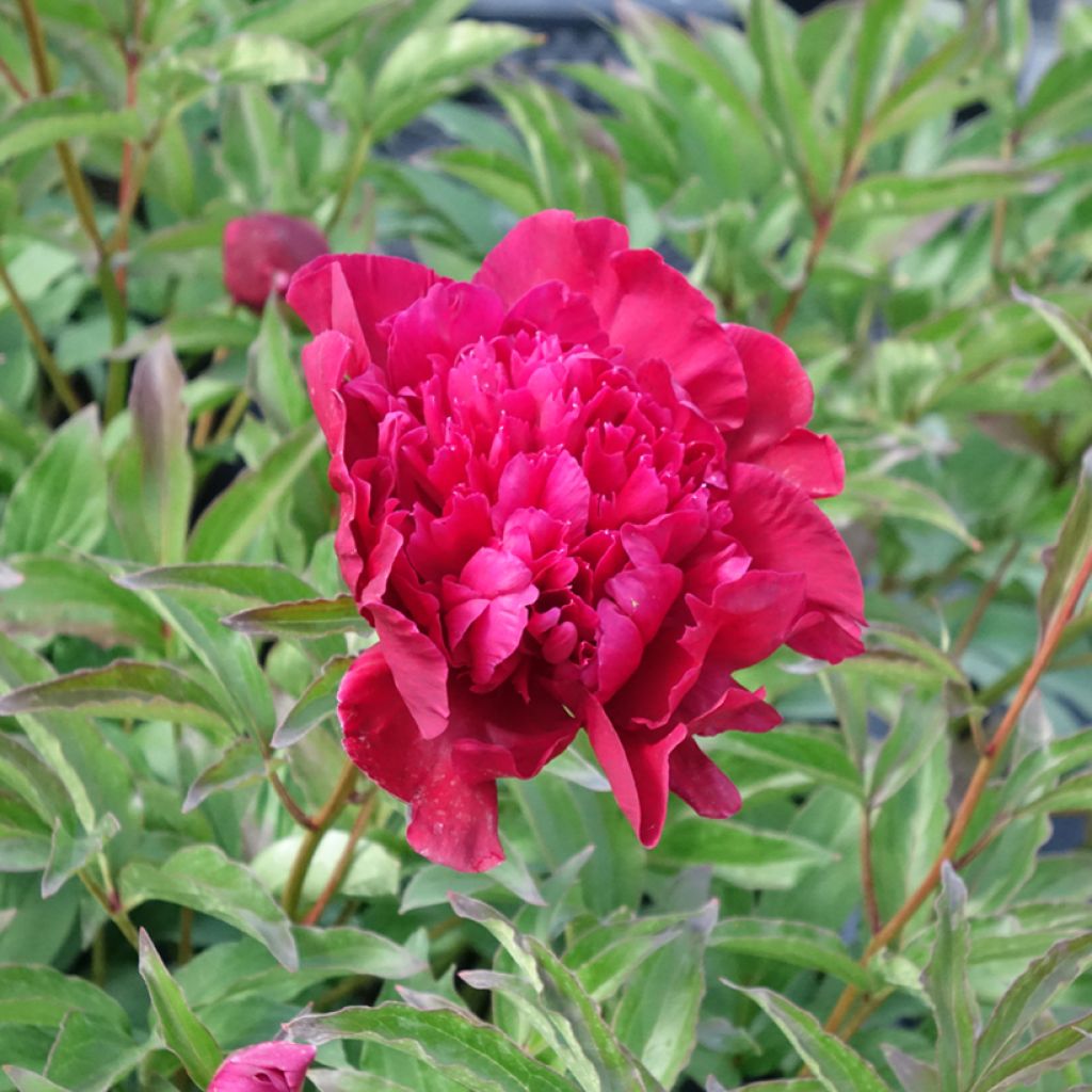 Paeonia lactiflora Inspecteur Lavergne - Pioenroos