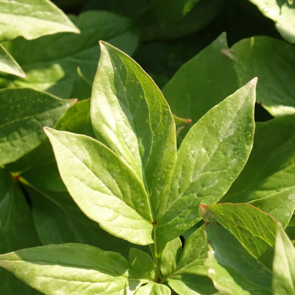 Paeonia lactiflora Lemon Chiffon - Pioenroos