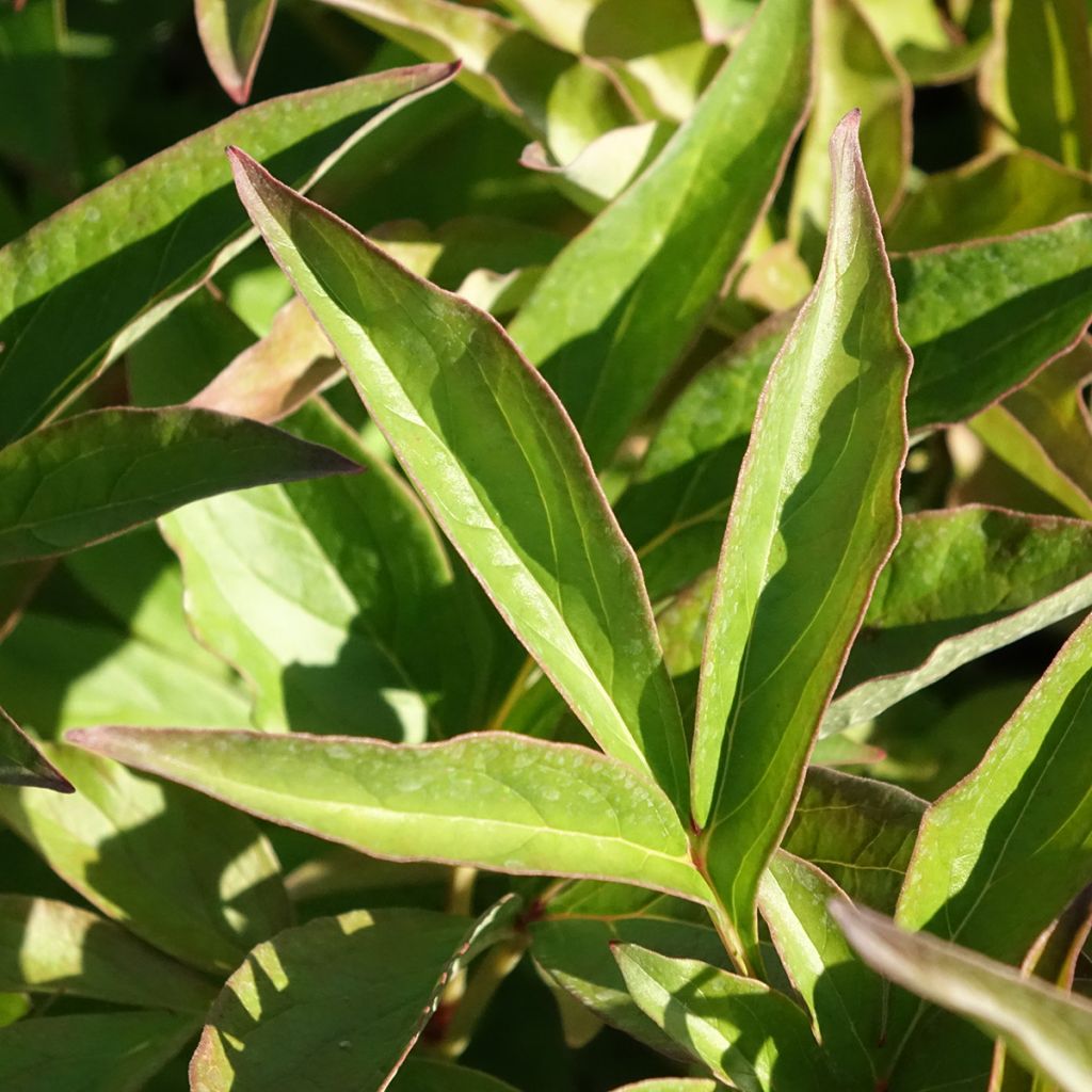 Paeonia lactiflora Mistress - Pioenroos