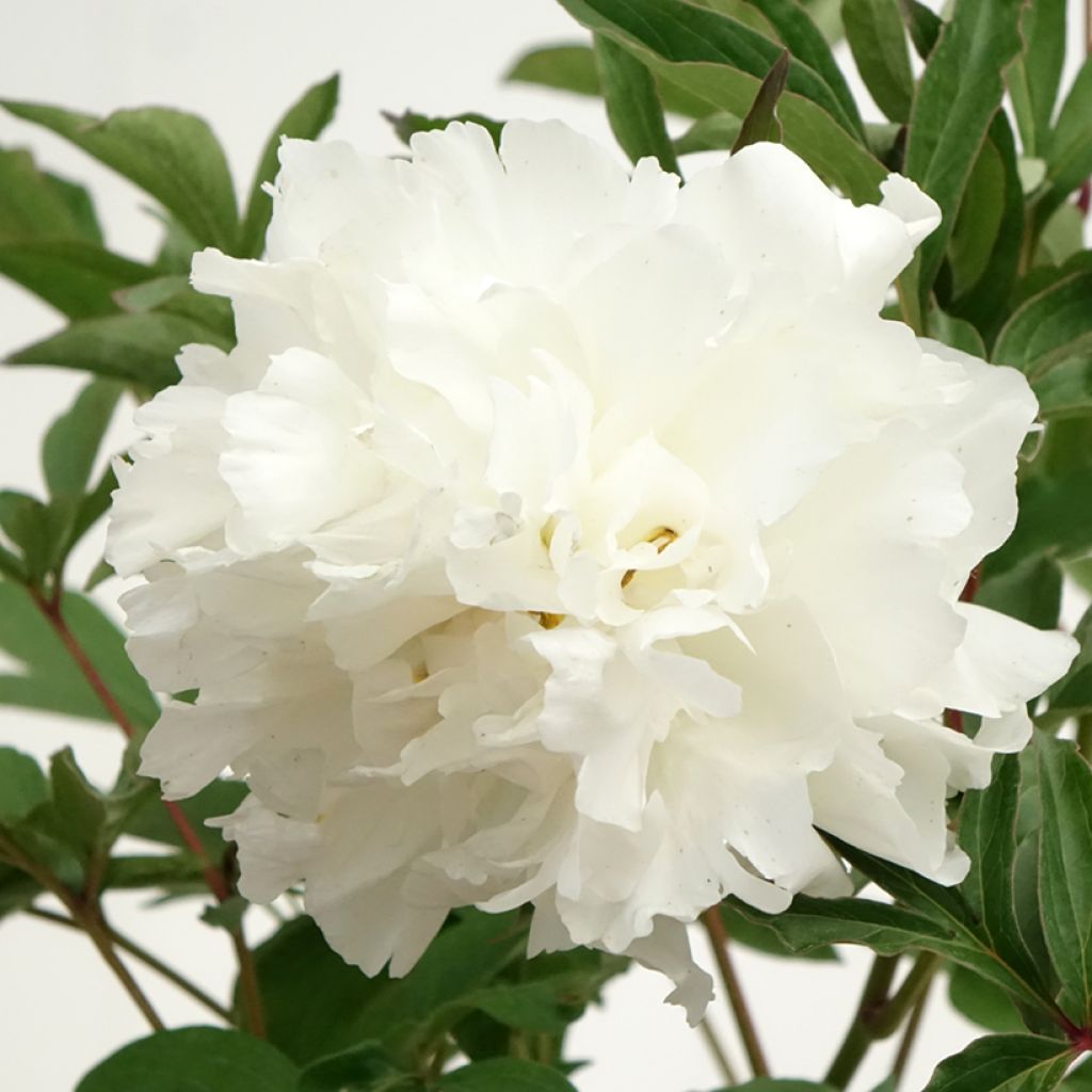 Paeonia lactiflora Mistress - Pioenroos