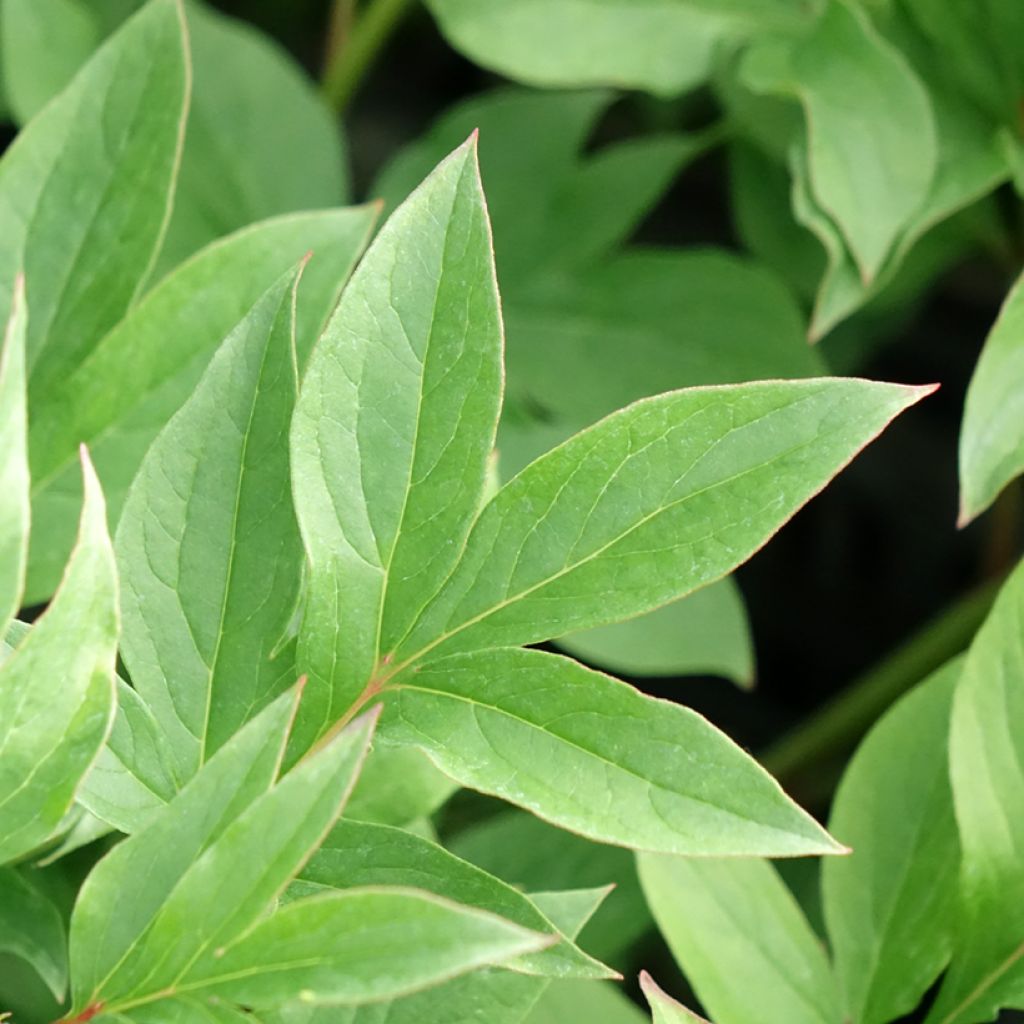 Paeonia lactiflora Puffed Cotton - Pioenroos