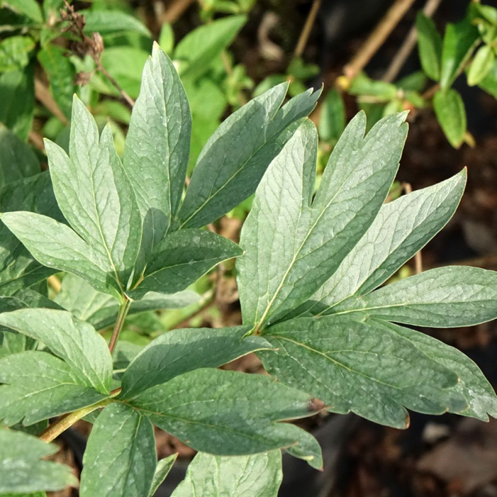 Paeonia lactiflora Raspberry Charm - Pioenroos