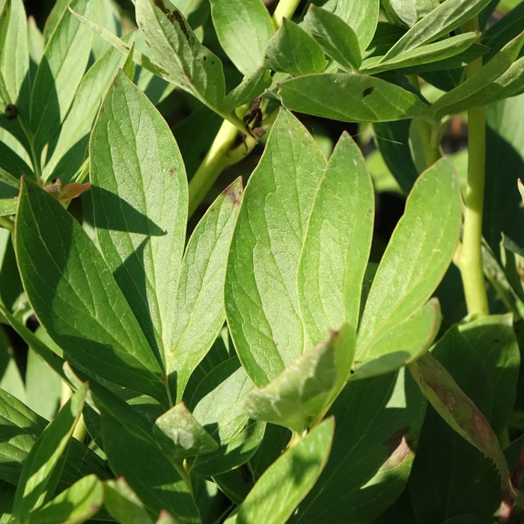 Paeonia lactiflora Tom Cat - Pioenroos