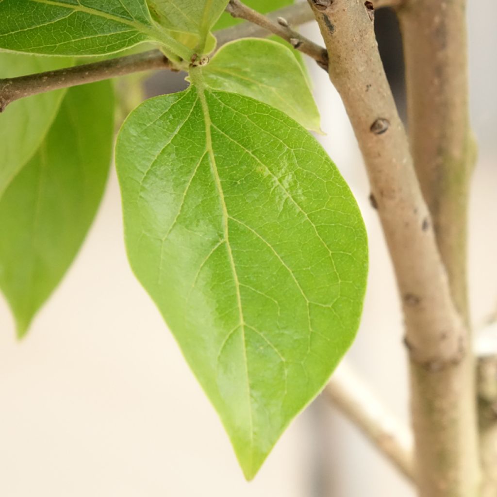 Kakiboom Cioccolatino