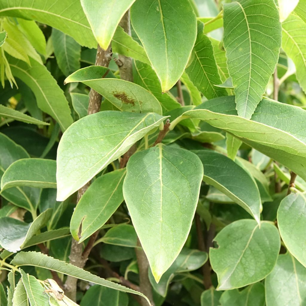 Kakiboom Rojo Brillante