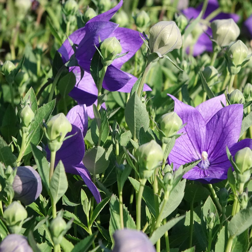 Platycodon grandiflorus Astra Blue - Ballonklokje