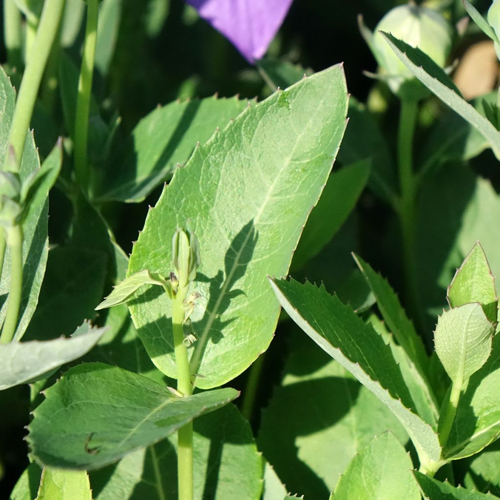 Platycodon grandiflorus Astra Blue - Ballonklokje