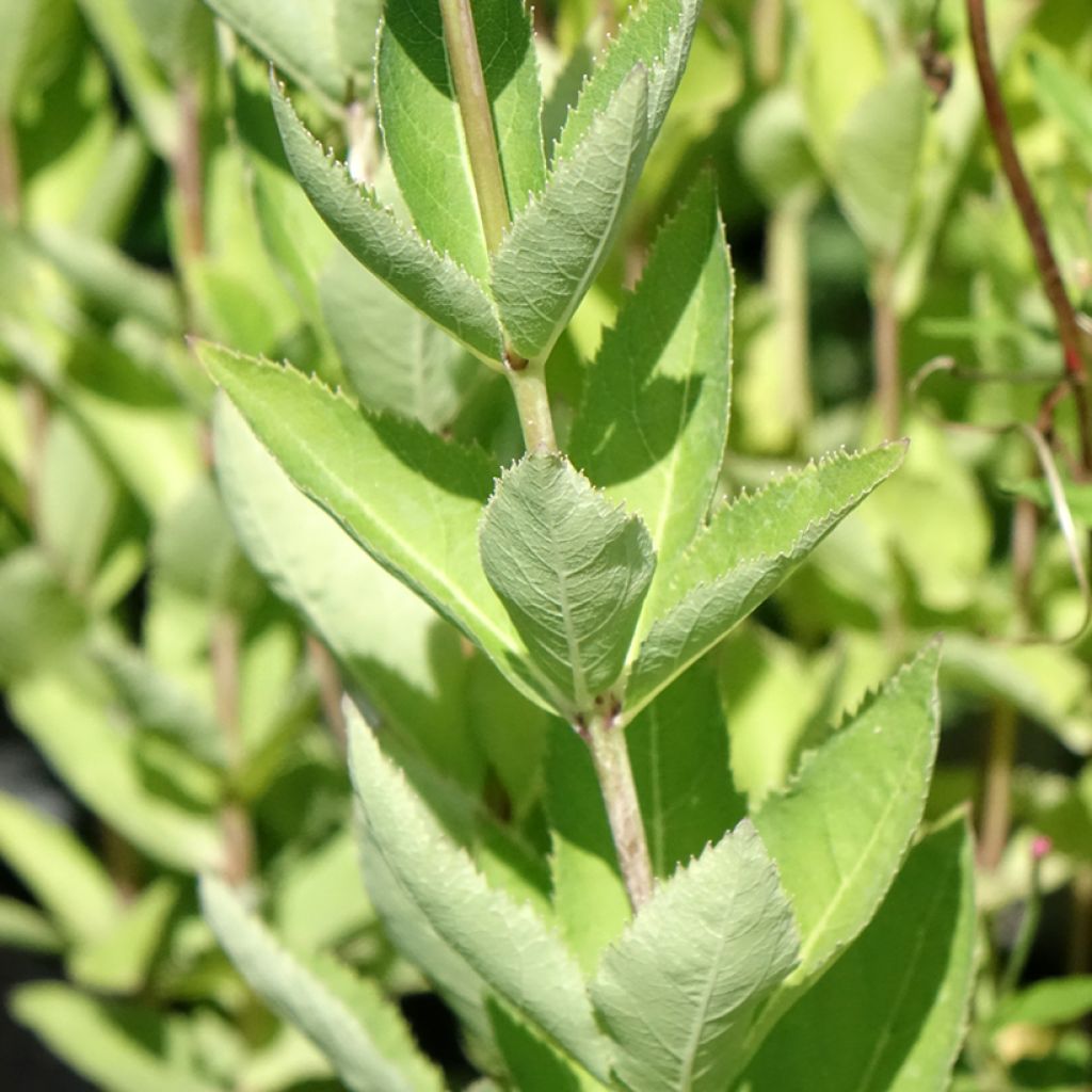 Platycodon grandiflorus Fuji Blue - Ballonklokje