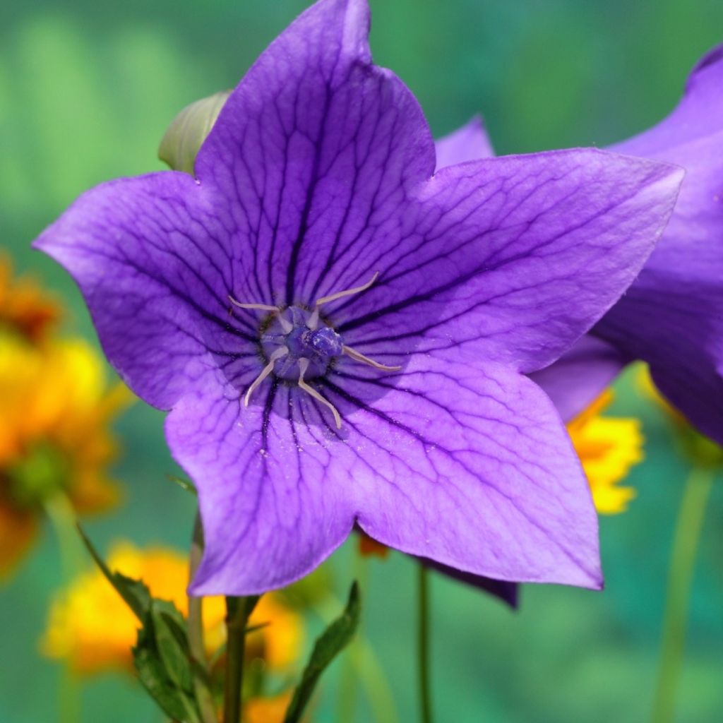 Platycodon grandiflorus Mariesii - Ballonklokje