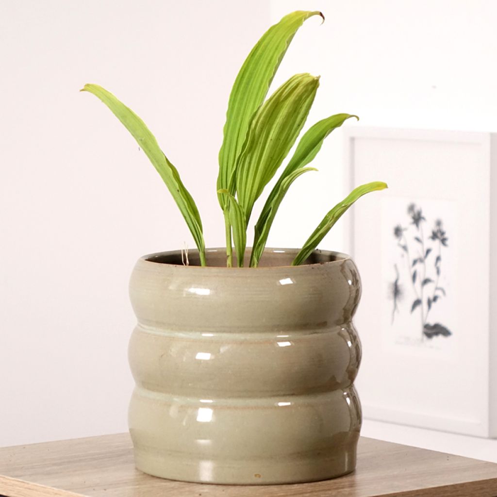 Pleione Glacier Peak - Aardorchidee