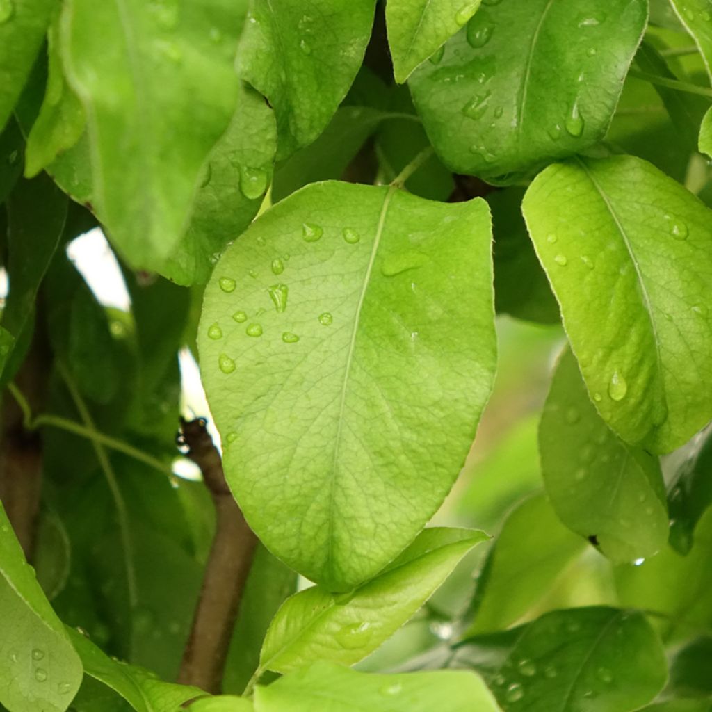 Duo-perenboom Conference + Williams