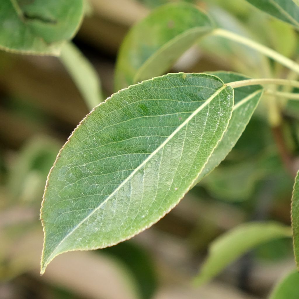 Perenboom Fertilia Delbard Delbard