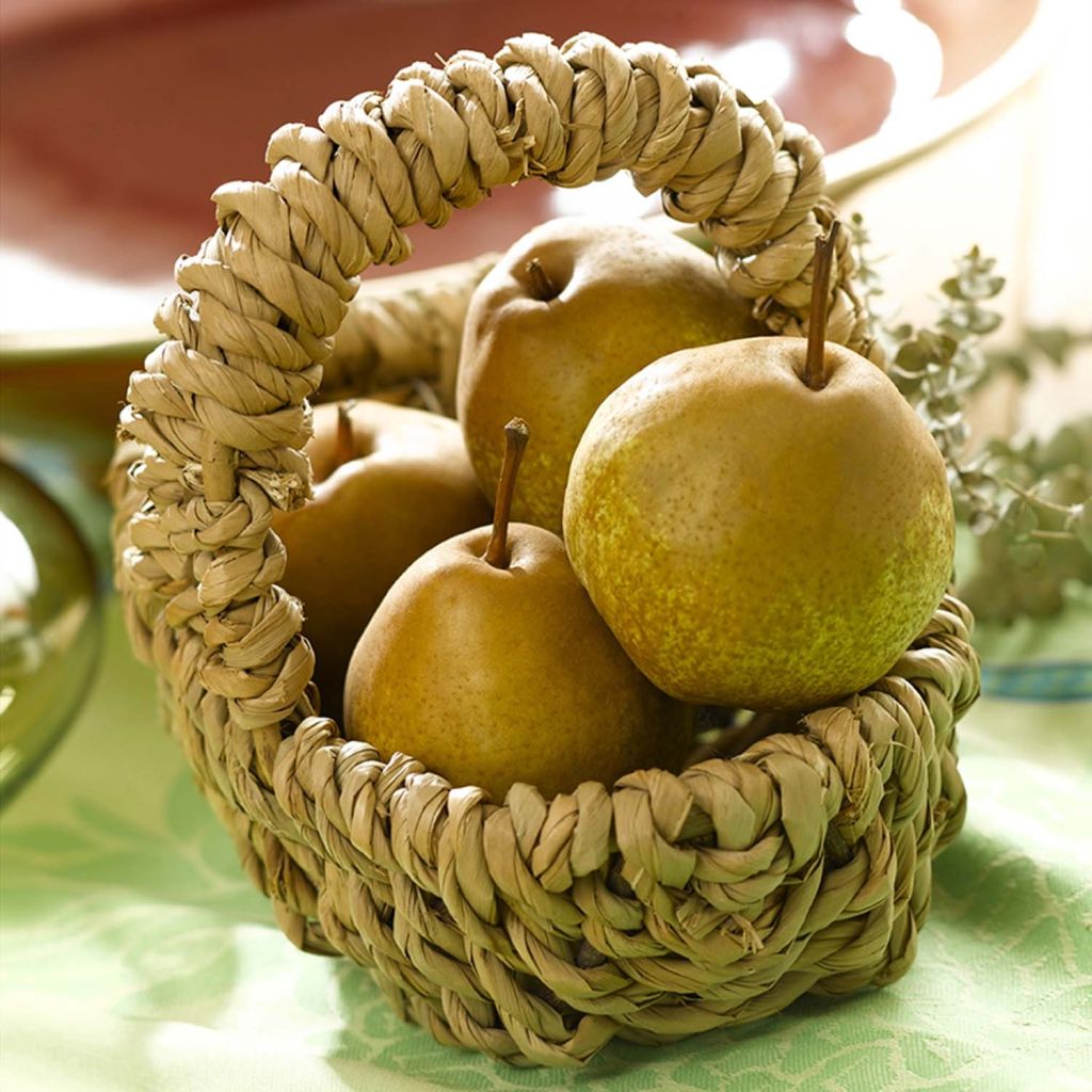 Dwergperenboom Delbard d'Automne Georges Delbard