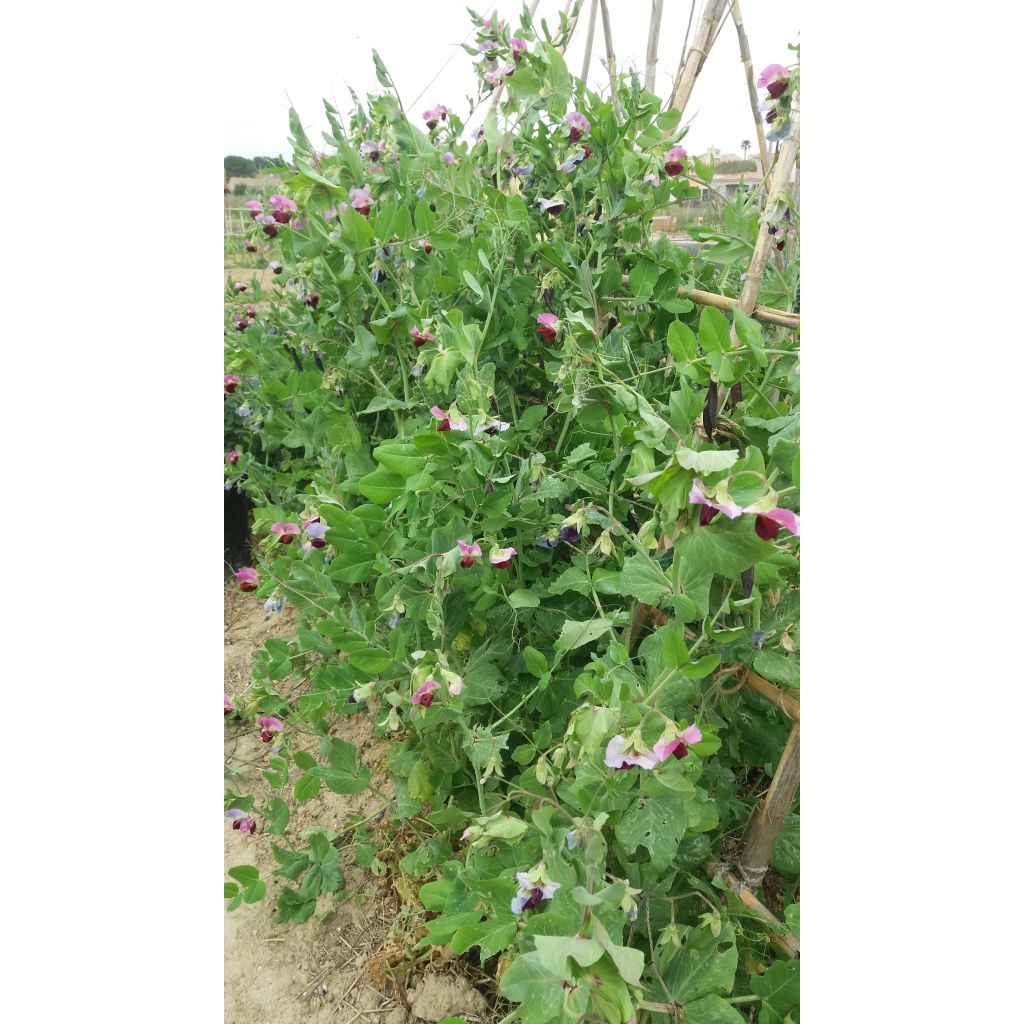 Kapucijner Blauwschokker